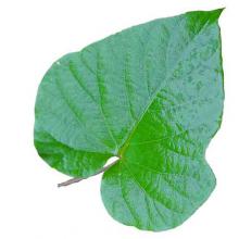 Ipomoea indica (Blue morning-glory) leaf