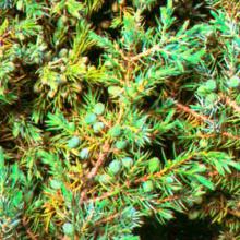 Juniperus communis (Common juniper) scale-leaf