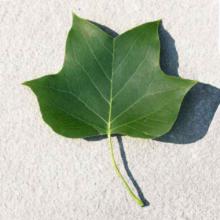 Liriodendron tulipfera (Tulip tree) leaf