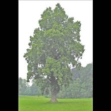 Liriodendron tulipfera (Tulip tree) tree
