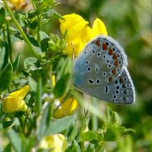 Lotus corniculatus (Bird's-foot trefoil) and Polyommatus icarus (Common blue butterfly)