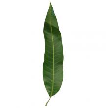 Mangifera indica (Mango) leaf