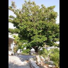 Manilkara zapota (Sapodilla) tree