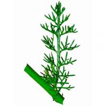 Matricaria chamomilla (Chamomille) leaf