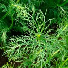 Matricaria chamomilla (Chamomille) leaves