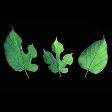 Morus rubra (Red mulberry) leaves