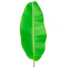 Musa x paradisiaca (Banana) leaf
