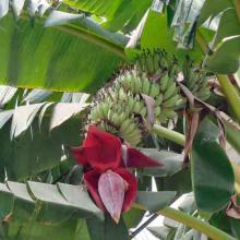 Musa X paradisiaca (Banana) fruit
