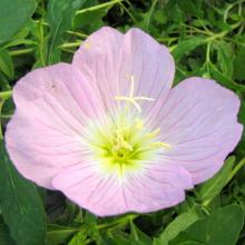 Oenothera speciosa  (Showy evening primrose) flower