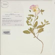 Oenothera speciosa  (Showy evening primrose) sample