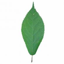 Panax ginseng (Ginseng) leaf