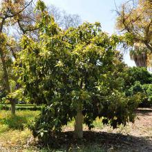 Persea americana (Avocado) tree