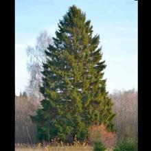Picea abies (Norway spruce) tree