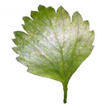 Pimpinella anisum (Anise) leaf