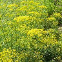 Pimpinella anisum (Anise) plant