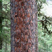 Pinus ponderosa (Ponderosa pine) bark