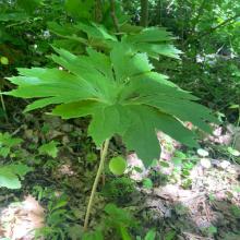 Podophyllum peltatum (Mayapple) plant with fruit