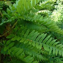 Polypodium vulgare (Common polypody) leaves
