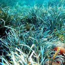 Posidonia oceanica (Neptune grass) leaves underwater