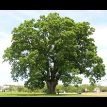 Quercus alba (White oak) tree