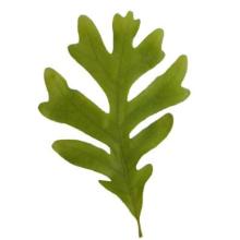 Quercus alba (White oak) leaf