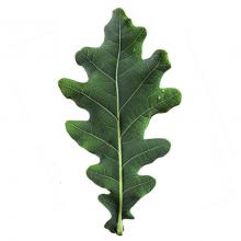 Quercus robur (Common oak) leaf