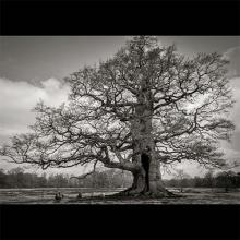 Quercus robur (Common oak) tree