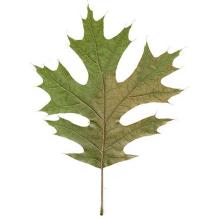 Quercus rubra (Northern red oak) leaf