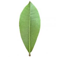 Rhododendron maximum (Rosebay rhododendron) leaf