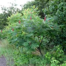 Rhus typhina (Staghorn sumac) tree