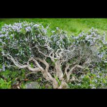 Salvia rosmarinus (Rosemary) mature plant