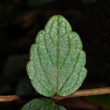 Scutellaria indica (Skullcap) leaf