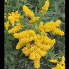 Solidago canadensis (Canada goldenrod) flowers