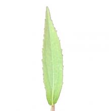 Solidago canadensis (Canada goldenrod) leaf