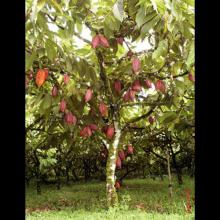 Theobroma cacao (Cacao tree) tree