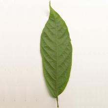 Theobroma cacao (Cacao tree) leaf