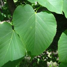 Tilia americana (American basswood) leaves