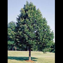 Tilia americana (American basswood) tree