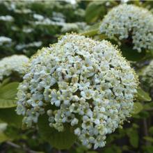 Viburnum lantana (Wayfaring tree) flowers