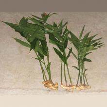 Zingiber officinale (Ginger) plant with leaves and rhizome