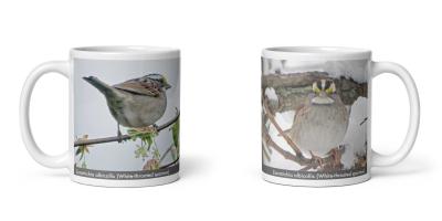Zonotrichia albicollis (White-throated sparrow) mug