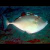 Abalistes stellaris (Starry triggerfish)