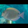 Acanthurus nigrofuscus (Lavender tang)