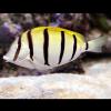 Acanthurus triostegus (Convict surgeonfish)