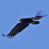 Aegypius monachus (Eurasian black vulture) in flight in Spain