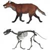 Aenocyon dirus (Dire wolf) restoration with skeletal mount