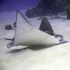 Aetobatus narinari (Spotted eagle ray)