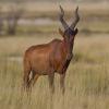 Alcelaphus buselaphus caama (Red hartebeest)