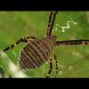 Argiope trifasciata (Banded garden spider)
