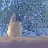 Baeolophus bicolor (Tufted titmouse)